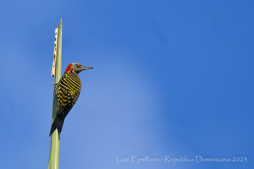 Hispaniolan Woodpecker