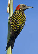 Hispaniolan Woodpecker