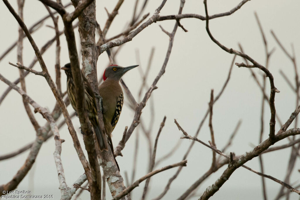 Hispaniolan Woodpecker