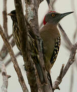 Hispaniolan Woodpecker