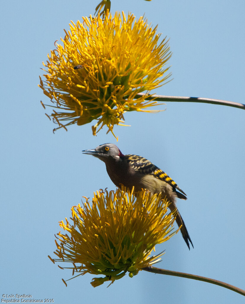 Hispaniolan Woodpecker