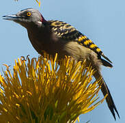 Hispaniolan Woodpecker