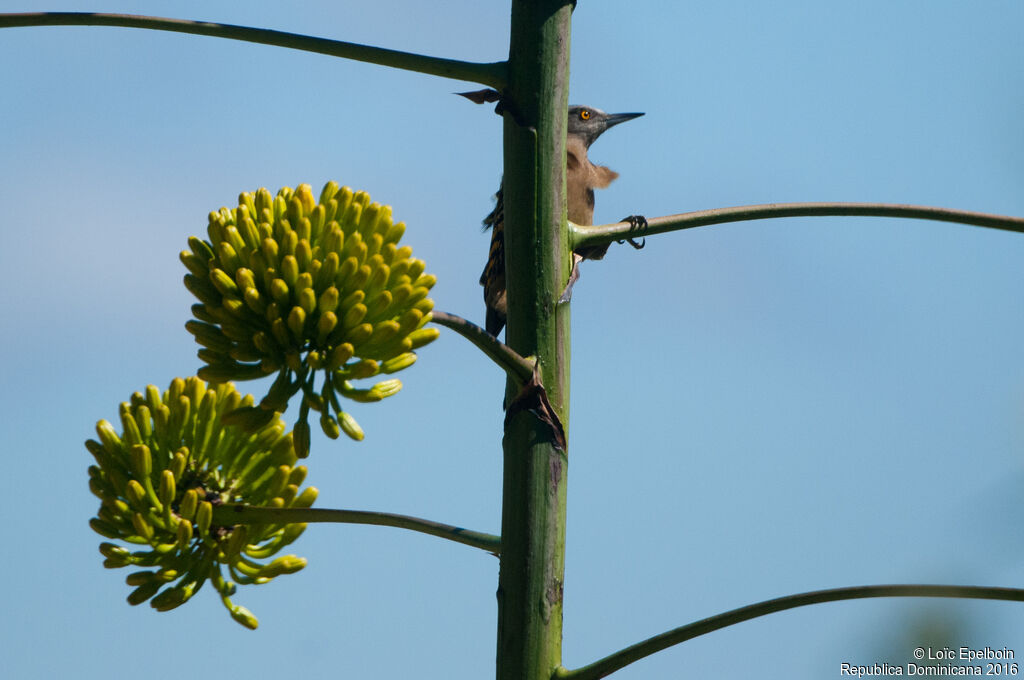 Hispaniolan Woodpecker