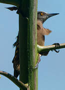 Hispaniolan Woodpecker