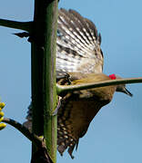 Hispaniolan Woodpecker