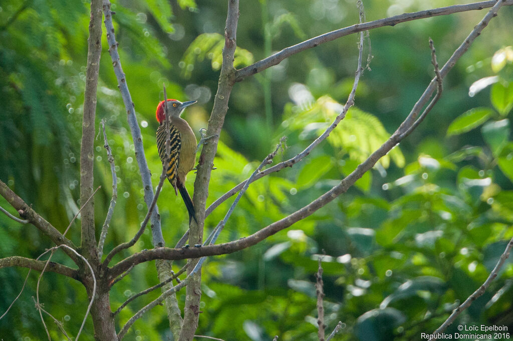 Hispaniolan Woodpecker