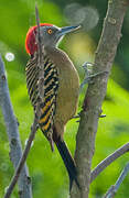 Hispaniolan Woodpecker