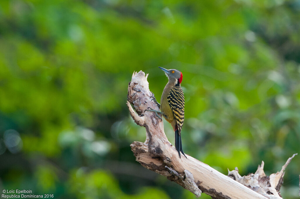 Hispaniolan Woodpecker