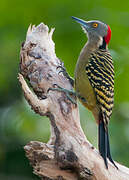 Hispaniolan Woodpecker