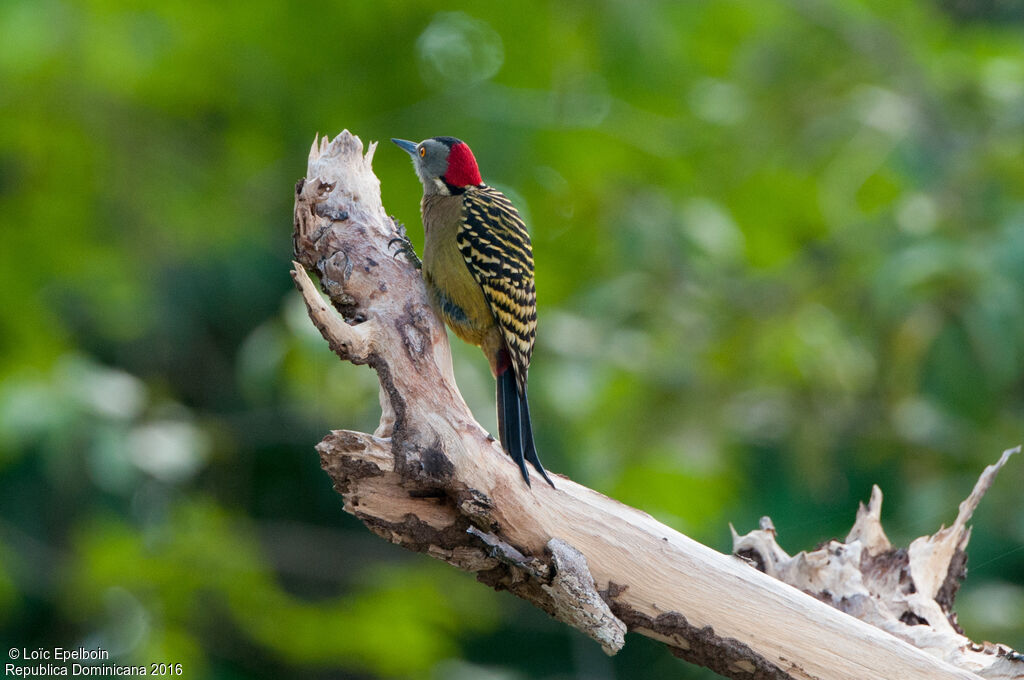 Hispaniolan Woodpecker