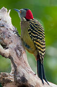 Hispaniolan Woodpecker