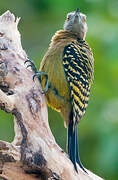 Hispaniolan Woodpecker