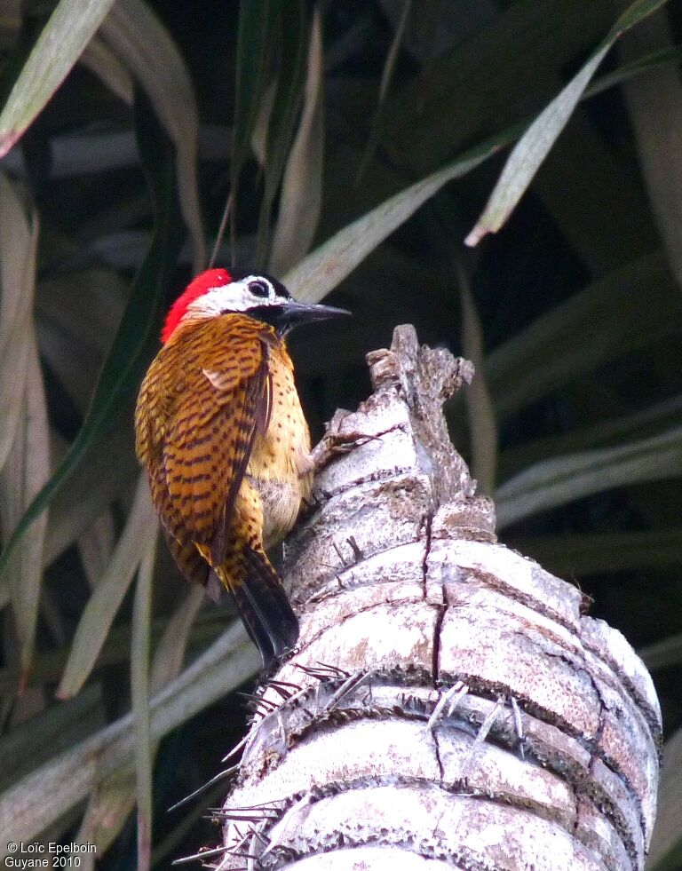 Spot-breasted Woodpecker