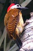 Spot-breasted Woodpecker