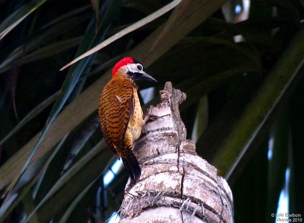 Spot-breasted Woodpecker