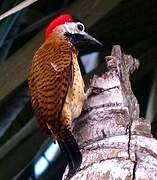 Spot-breasted Woodpecker