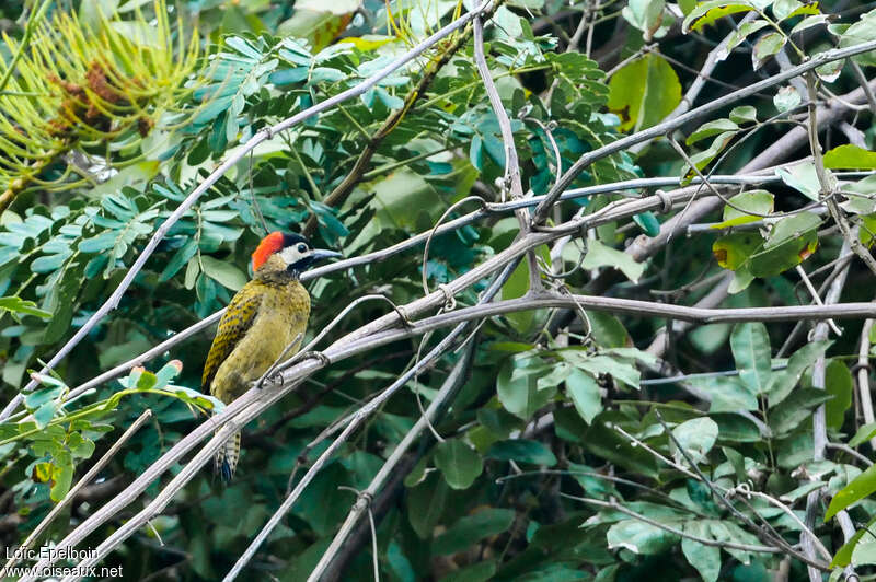 Spot-breasted Woodpecker female adult, identification