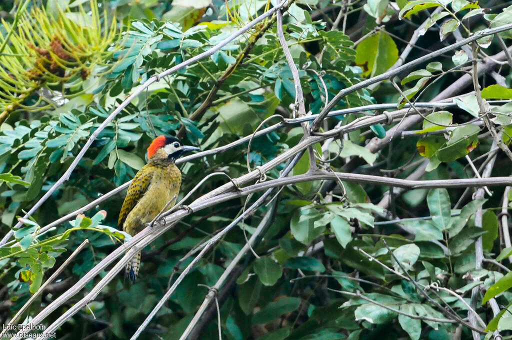 Spot-breasted Woodpecker female adult, identification