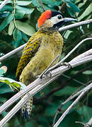 Spot-breasted Woodpecker