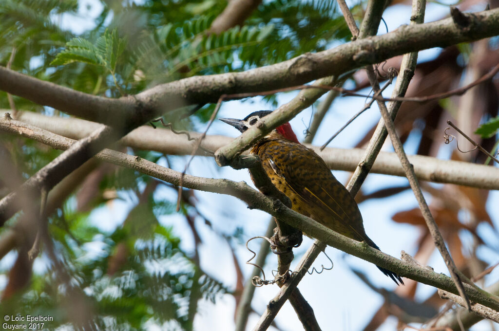 Spot-breasted Woodpecker