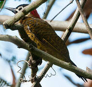 Spot-breasted Woodpecker