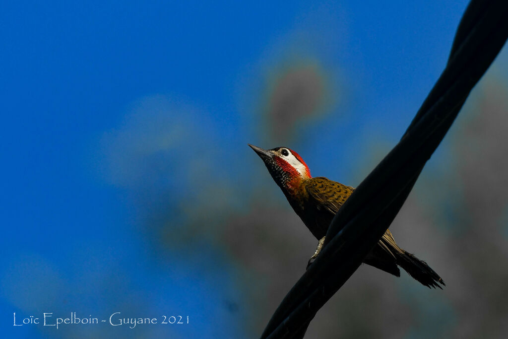 Spot-breasted Woodpecker male adult