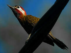 Spot-breasted Woodpecker