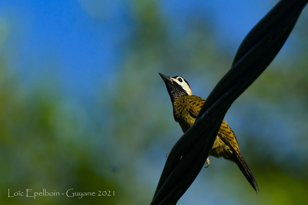 Spot-breasted Woodpecker female adult