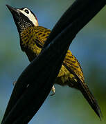 Spot-breasted Woodpecker