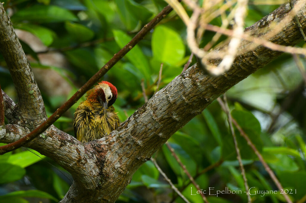 Spot-breasted Woodpecker