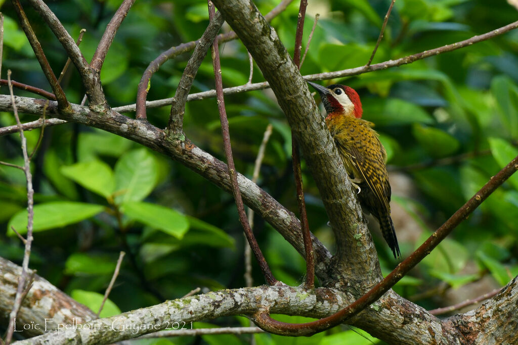 Spot-breasted Woodpecker male adult