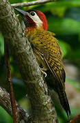 Spot-breasted Woodpecker