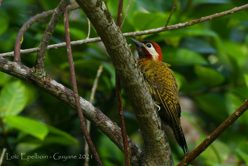 Spot-breasted Woodpecker