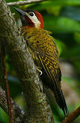 Spot-breasted Woodpecker