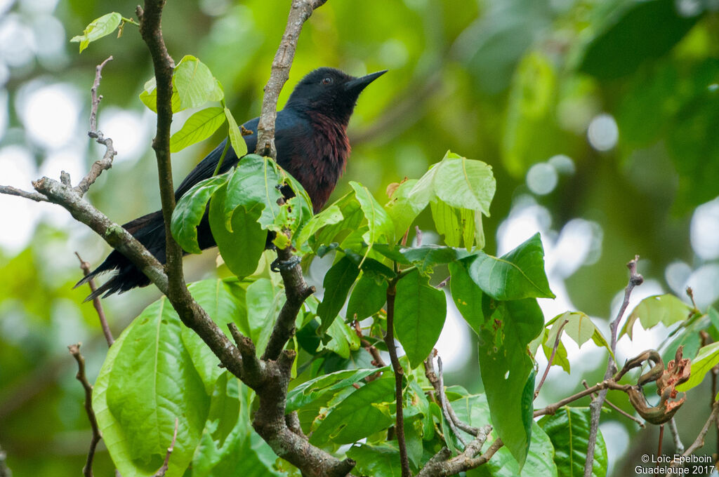 Guadeloupe Woodpecker