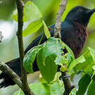 Pic de la Guadeloupe