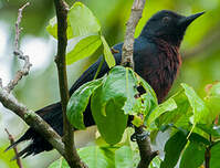 Pic de la Guadeloupe