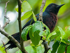 Guadeloupe Woodpecker