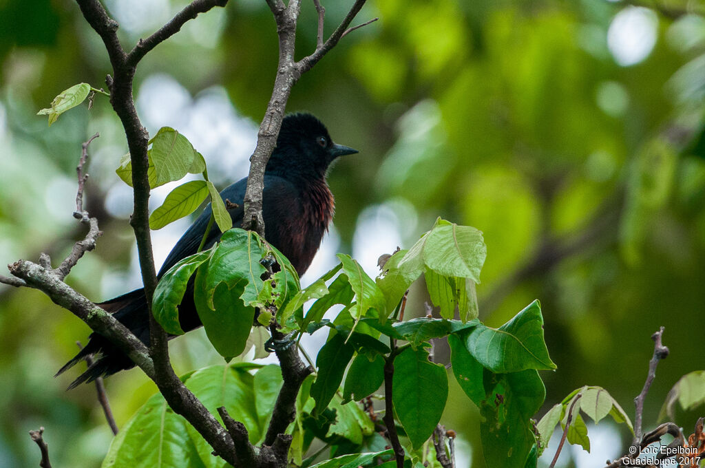 Guadeloupe Woodpecker