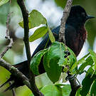 Pic de la Guadeloupe