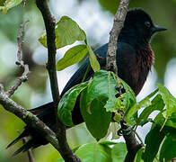 Guadeloupe Woodpecker