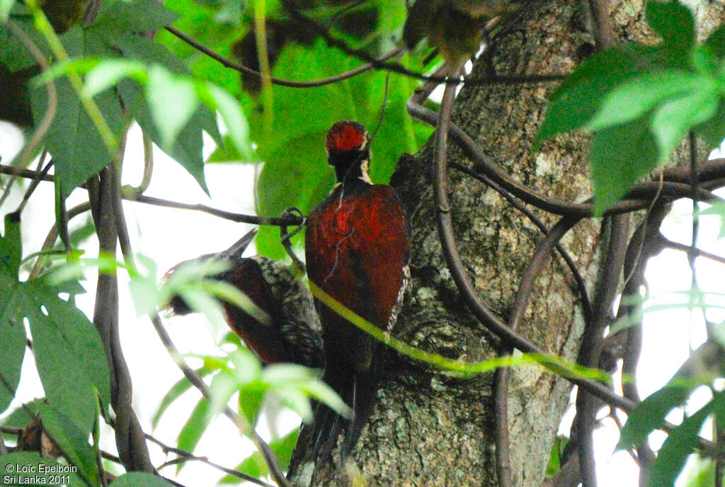 Red-backed Flameback