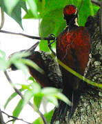 Red-backed Flameback