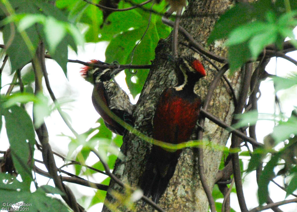 Red-backed Flameback