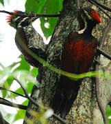 Red-backed Flameback