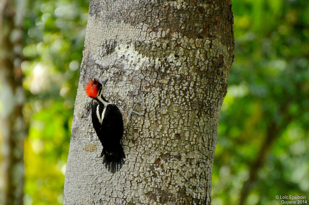 Crimson-crested Woodpecker