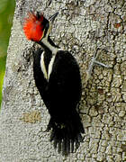 Crimson-crested Woodpecker