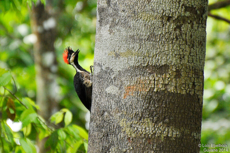 Crimson-crested Woodpecker