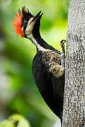 Crimson-crested Woodpecker