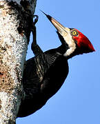 Crimson-crested Woodpecker